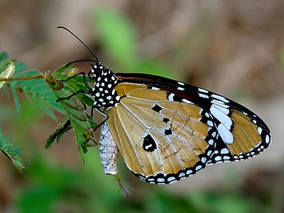 Danaus chrysippus male