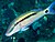 Dash-dot goatfish (Parupeneus barberinus) (44396187165).jpg
