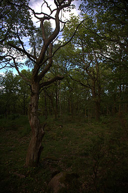 En død eg på Marieberg i naturreservatet.