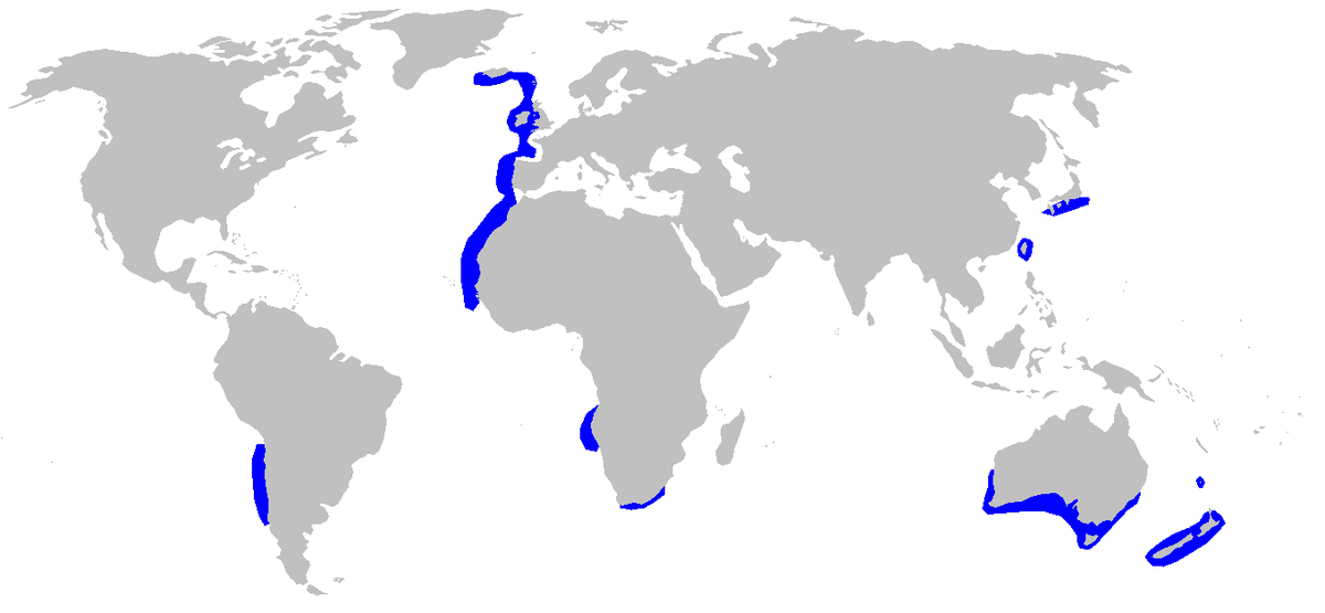 Где живут акулы карта - 97 фото