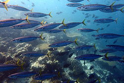 Decapterus macarellus Maldives.JPG