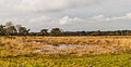 Catspoele Natuurgebied van It Fryske Gea. Omgeving van het heideveld.