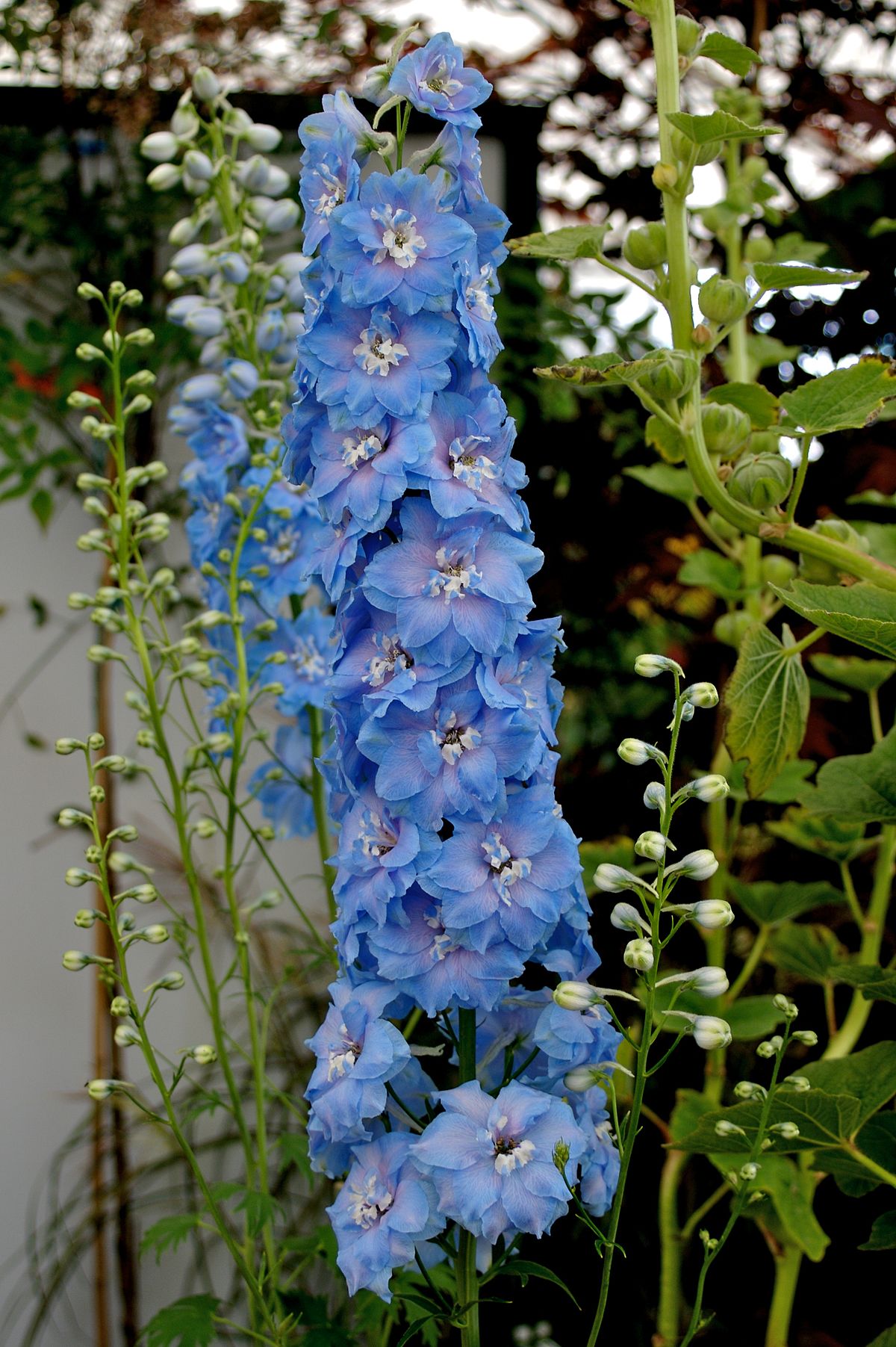 Delphinium cultivars - Wikimedia Commons