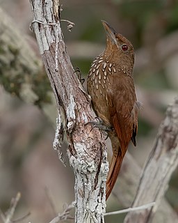 Cinnamon-throated woodcreeper Species of bird