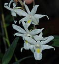 Miniatura para Dendrobium crumenatum