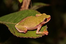 Dendropsophus elianeae.jpg