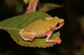 Descrição da imagem Dendropsophus elianeae.jpg.