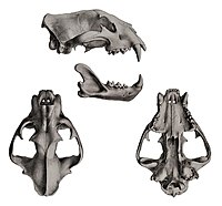 Description iconographique comparee du squelette et du systeme dentaire des mammiferes recents et fossiles (Panthera onca skull).jpg