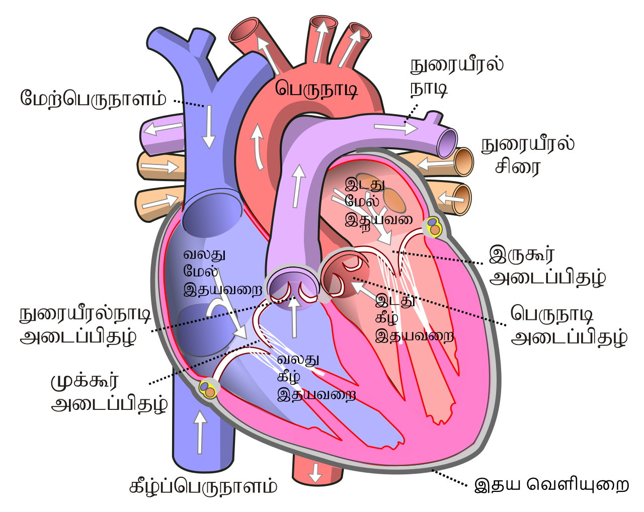 File:Diagram of the human heart ta.svg - Wikimedia Commons