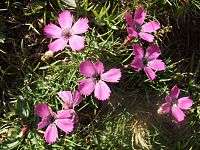 Dianthus pavonius