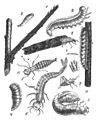 Die Gartenlaube (1854) b 211.jpg Insektenlarven