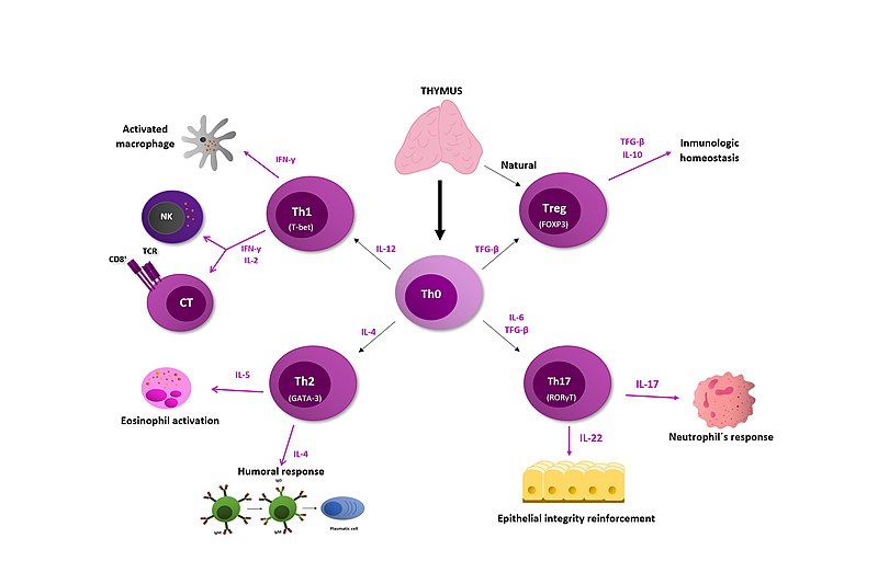 File:Diferenciación de los linfocitos Th.jpg