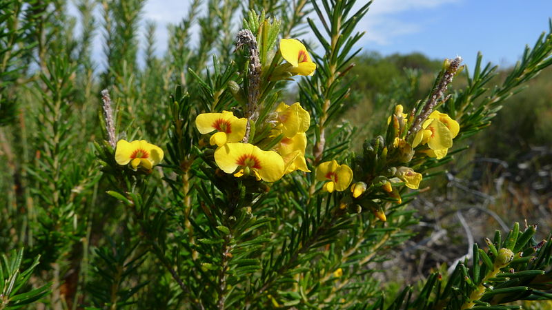 File:Dillwynia floribunda (6018253544).jpg