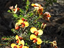 Dillwynia phylicoides ACT.jpg