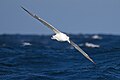 Southern Royal Albatross (Diomedea epomophora) in flight, East of the Tasman Peninsula, Tasmania, Australia