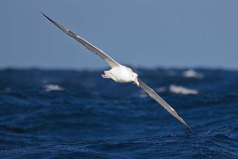 File:Diomedea epomophora in flight 4 - SE Tasmania.jpg