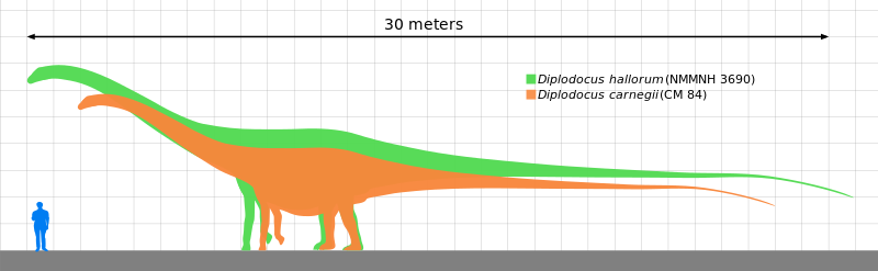 File:Diplodocus species size comparison.svg
