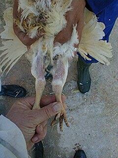 Viral arthritis (poultry)