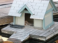 File:Doghouse1.jpg