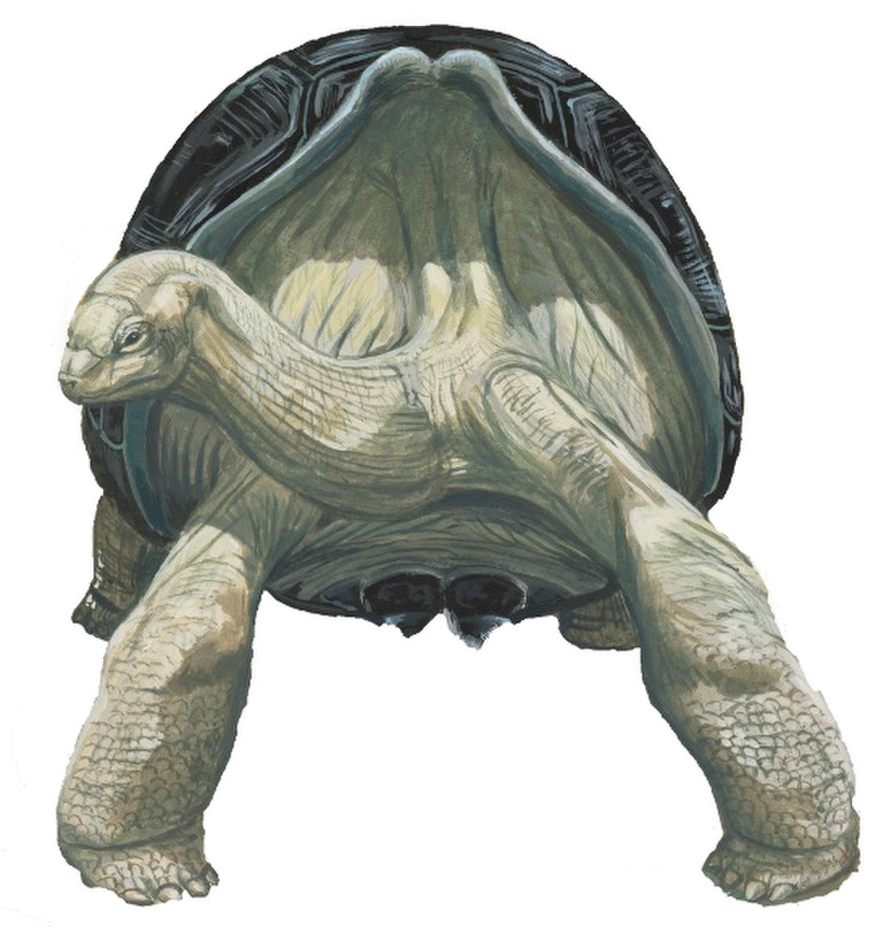 Giant tortoise shell terraria фото 49