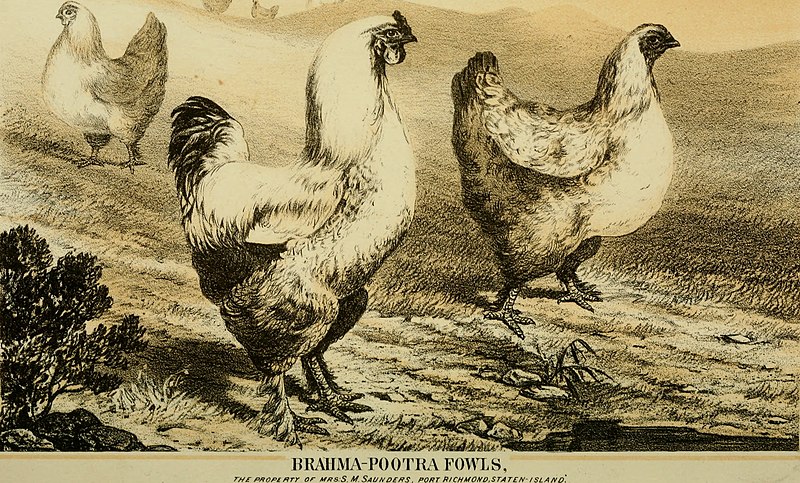 File:Domestic poultry- being a practical treatise on the preferable breeds of farm-yard poultry, their history and leading characteristics with complete instructions for breeding and fattening, and (20803417850).jpg