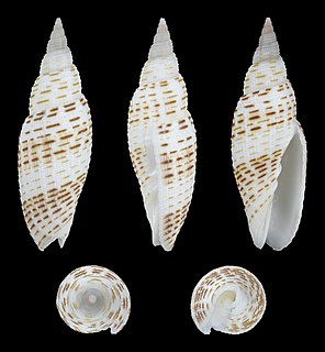 <i>Domiporta granatina</i> Species of gastropod