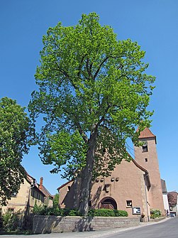 Village linden and Evangelical Church in Waizenbach, 2008