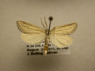 <i>Doryodes</i> Genus of moths