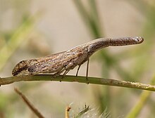 Dorysarthrus mobilicornis from United Arab Emirates