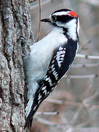 <span class="mw-page-title-main">Downy woodpecker</span> Species of woodpecker