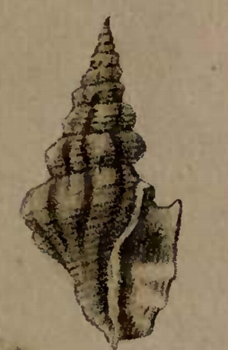 Drillia_umbilicata