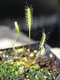 Miniatura para Drosera linearis