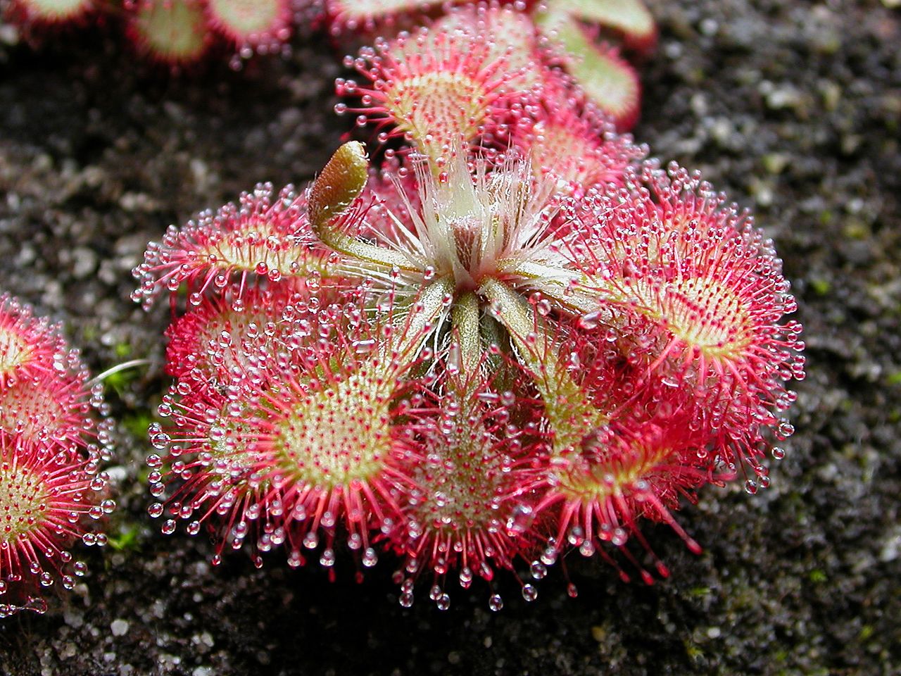 Ficheiro:Drosera spatulata KansaiHabit.jpg – Wikipédia, a enciclopédia livre