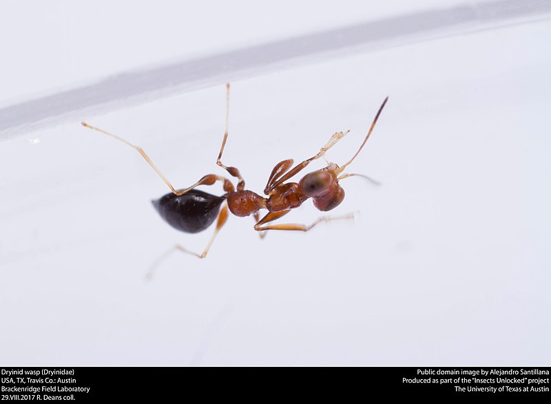 File:Dryinid wasp (Dryinidae) (36906851575).jpg