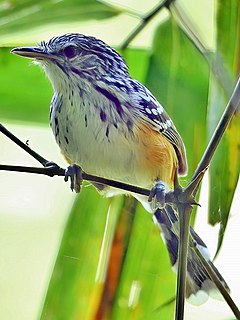 <span class="mw-page-title-main">Striated antbird</span> Species of bird