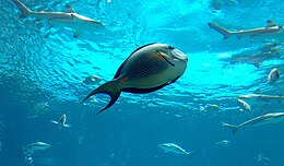 Dubai Atlantis Aquarium 1201200712519 Acanthurus sohal Sohal surgeonfish.jpg