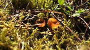 Miniatuur voor Bestand:Dumontinia tuberosa pair in Finland.jpg