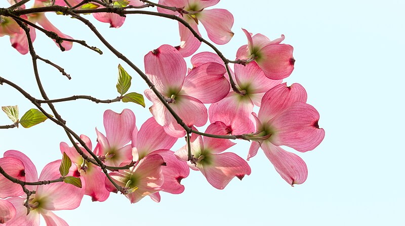 File:Early morning Dogwood (16866074017).jpg