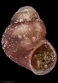 Eatoniella (Caveatoniella) perforata (Ponder, 1965) (AM MA71249).jpg