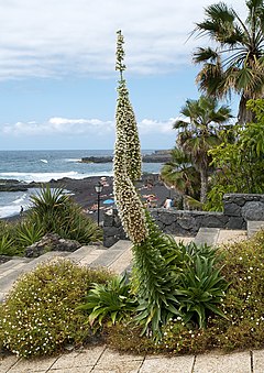 Description de l'image Echium simplex LC0213.jpg.