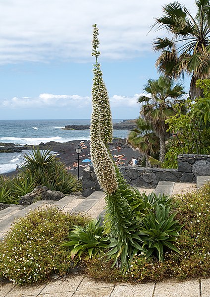 File:Echium simplex LC0213.jpg