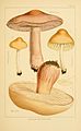 Edible and poisonous mushrooms (PL. 3) (8516122918).jpg