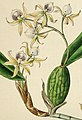 Prosthechea aemula (as syn. Epidendrum aemulum) plate 1898 in: Curtis's Bot. Magazine (Orchidaceae), vol. 22, (1836) (Detail)