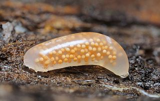 <i>Argonemertes</i> Genus of ribbon worms