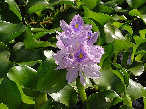 Eichhornia crassipes