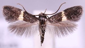 Elachista chrysodesmella.jpg