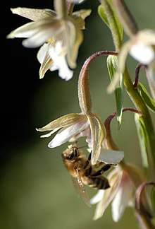 Медоносная пчела (Apis mellifera) опыляет Дремлик болотный (Epipactis palustris)