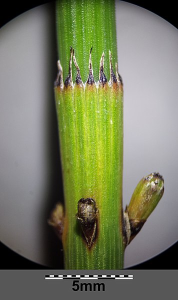 File:Equisetum ramosissimum (subsp. ramosissimum) sl18.jpg