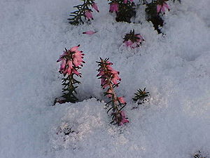 Brezo de nieve (Erica carnea) en la nieve.