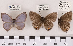 Top (left) and undersides of prepared males of Erysichton lineata